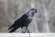 crow a bird animal