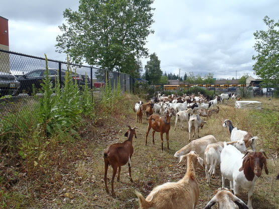 goats