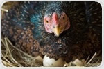 Gene-edited chickens could prevent future flu pandemic