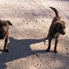 Dattero & Nocciolina taglie piccole in adozione 0