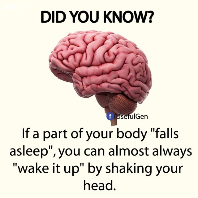 6. Nếu một bộ phận trong cơ thể bạn buồn ngủ, bạn gần như luôn có thể đánh thức nó dậy bằng cách lắc đầu.,sự thật thú vị,sự thật đáng kinh ngạc,những điều thú vị trong cuộc sống,có thể bạn chưa biết
