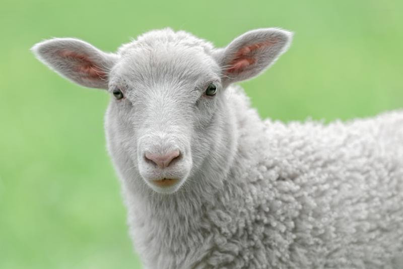 white_lamb_face.jpg