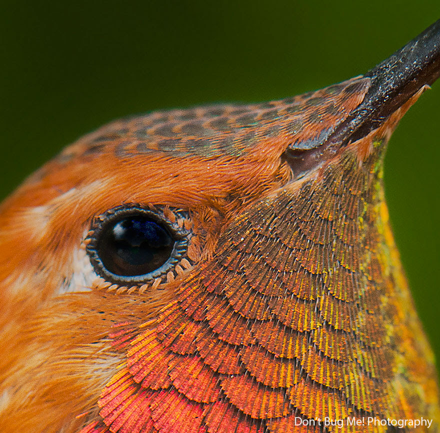 BREATH-TAKING HUMMINGBIRD CLOSE-UPS Cute-beautiful-hummingbird-photography-111