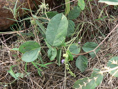 Wonder Bean plant