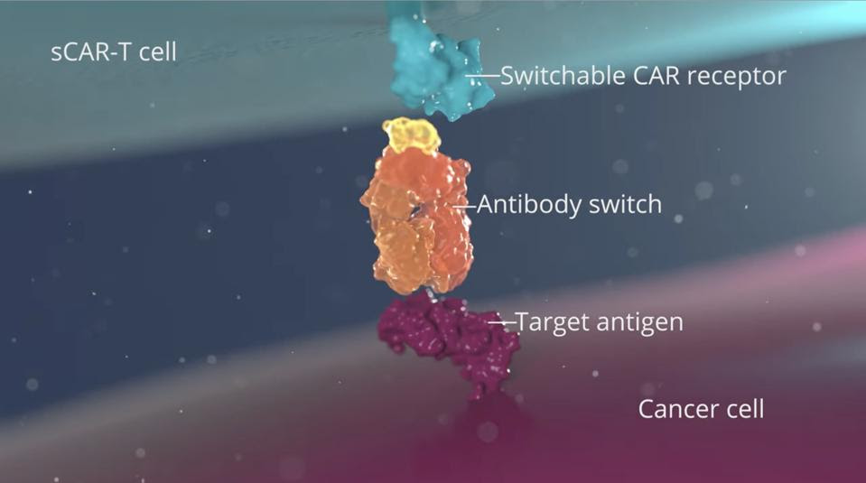 sCAR T cell process