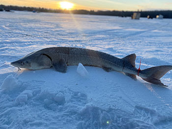 Sturgeon at Black Lake