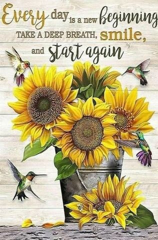 Sunflowers-Start-Again