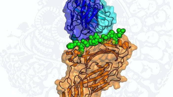 Discovery of new immune targets inside flu virus offers hope for universal vaccine