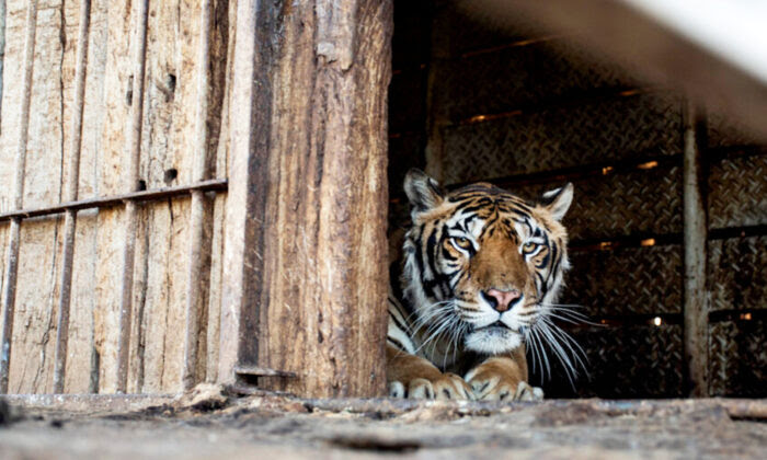 Epic Rescue: ‘Train Tigers’ Locked in Carriage for 15 Years See Sky Above for First Time