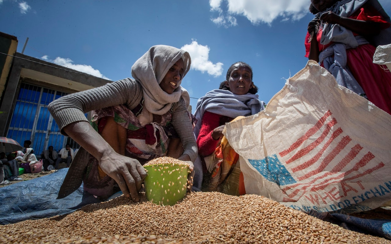 An Ethiopian woman in Tigray collects grain from a US food donation