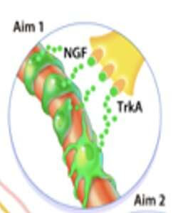 Nerves may be key to blocking abnormal bone growth in tissue