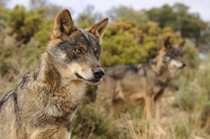 Batidas de lobo
                                            clandestinas e ilegales en
                                            el Parque Nacional Picos de
                                            Europa