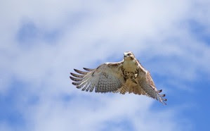 Red-tailed Hawk Spring Count 18 by J Richardson