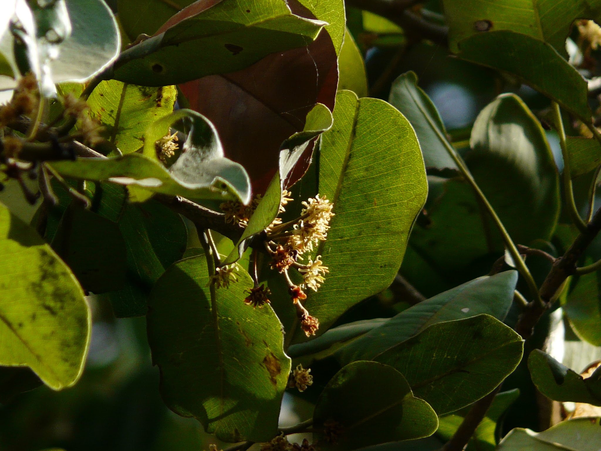 Manilkara hexandra (Roxb.) Dubard