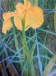 Wild Yellow Iris - Posted on Thursday, March 19, 2015 by Elaine Shortall