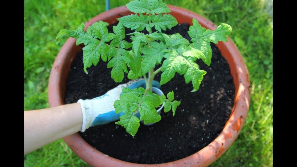 The Best Tomatoes To Grow In Pots-Planting Tomatoes In Containers ...