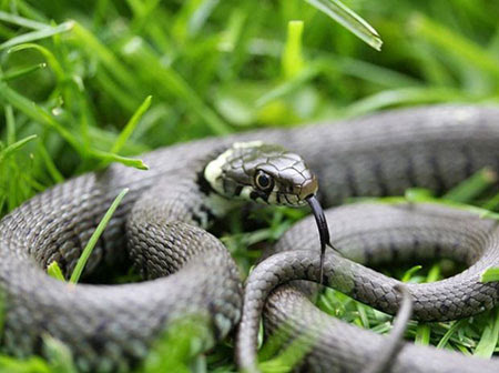 A grass snake