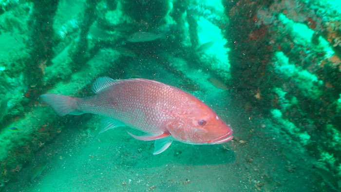 Red snapper Red snapper