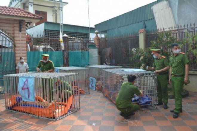Vì sao hàng chục con hổ ở Thanh Hoá, Nghệ An cho không ai lấy? - 8