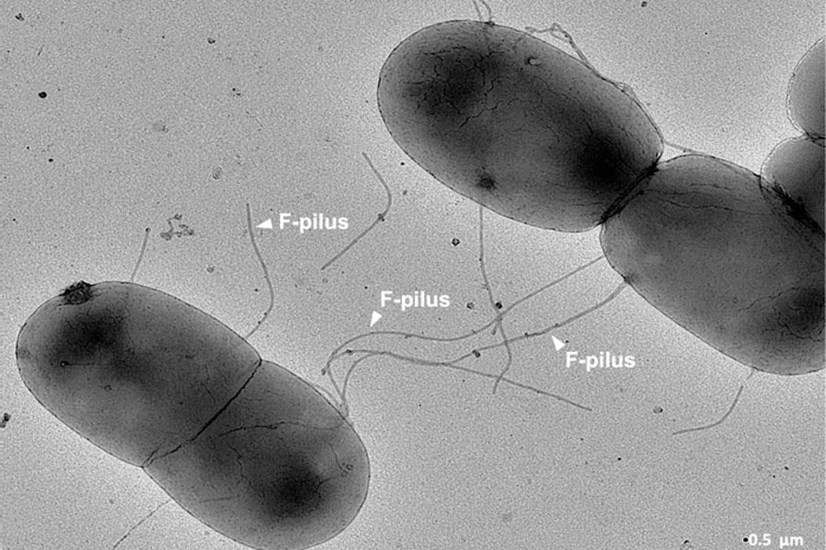 UK researchers have uncovered how F-pili, the appendages found on gut bacteria, exchange antimicrobial resistance genes