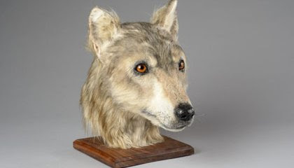 Thanks to Facial Reconstruction, You Can Now Look Into the Eyes of a Neolithic Dog image