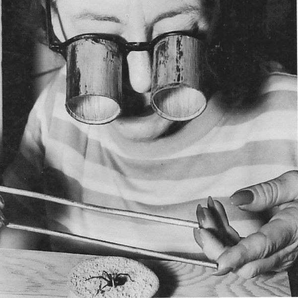 Con lentes de aumento, Nan extrae seda de una viuda negra, Foto Yucaipa Historical Society.