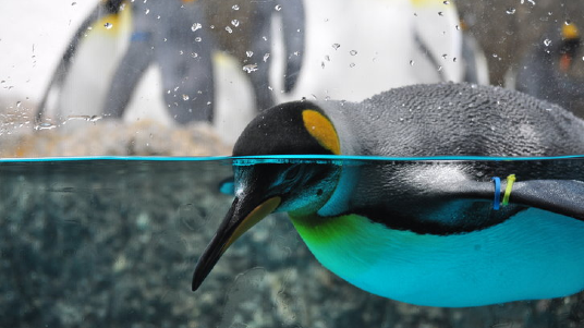 A penguin swimming