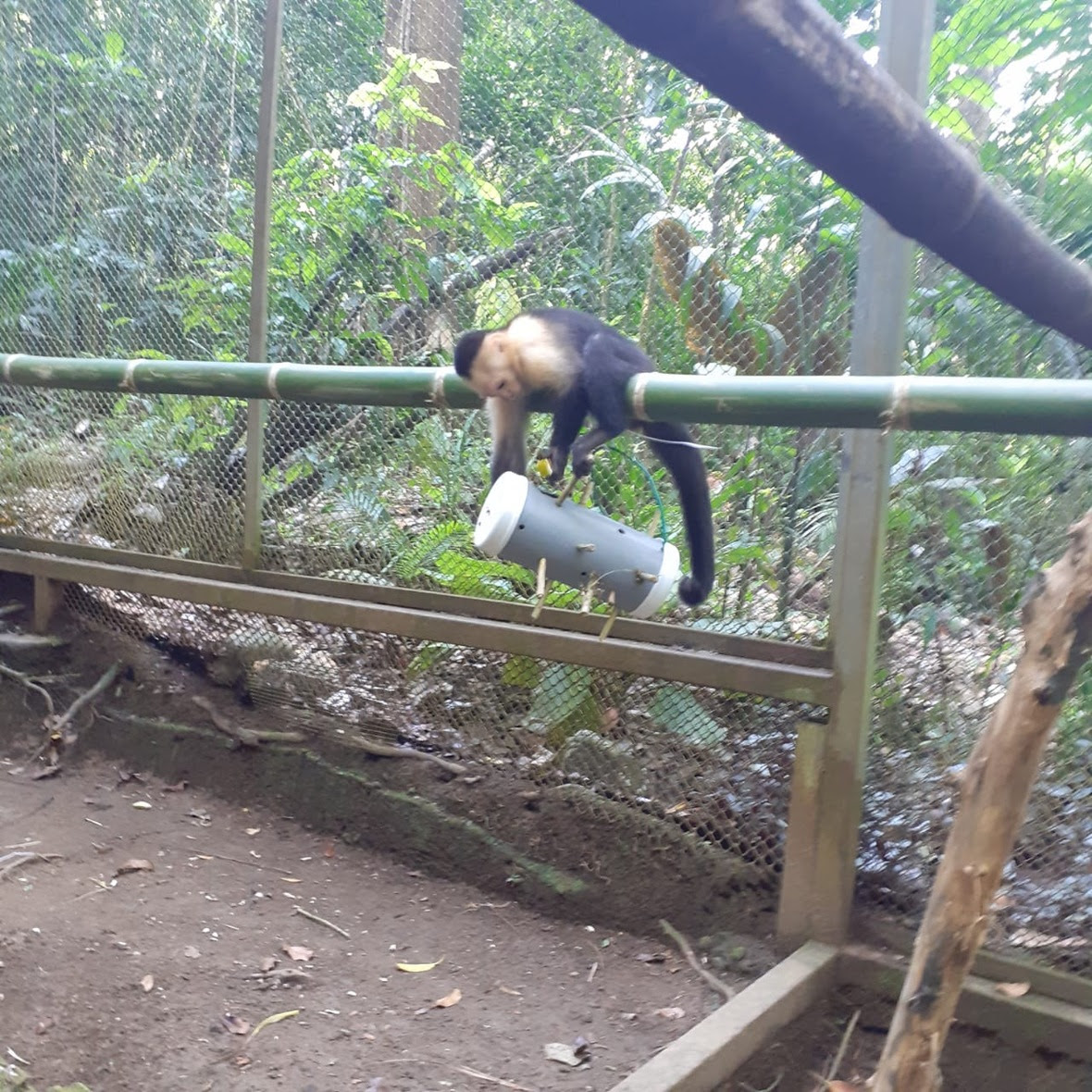 Capuchin sits on bamboo and manipulates hanging enrichment below her. 