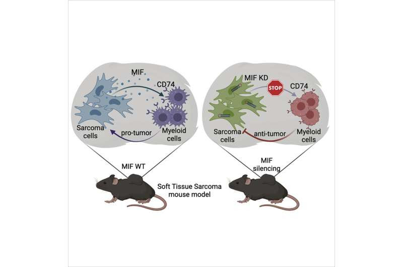 How tumors make immune cells 'go bad'