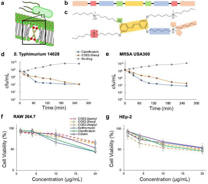 New antibiotic cures superbugs without bacterial resistance