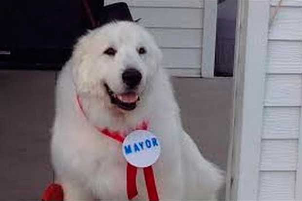perro alcalde