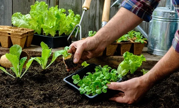 Planificar la huerta familiar de primavera-verano