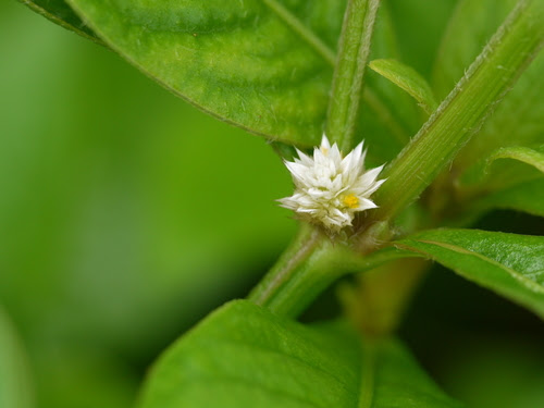 Alternanthera ficoidea (L.) P.Beauv.