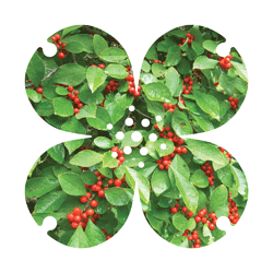logo filled with photo of holly and berries