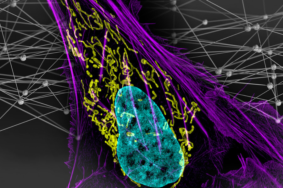 cancer cell genome