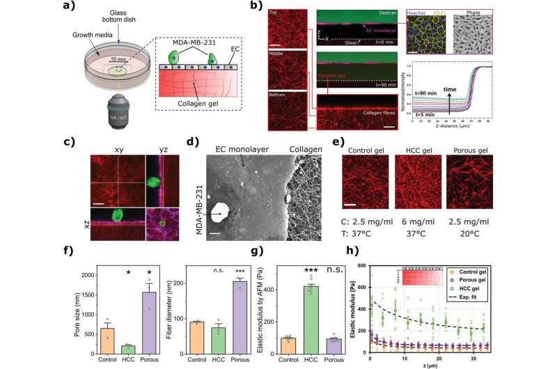 How cancer cells muscle their way into other organs