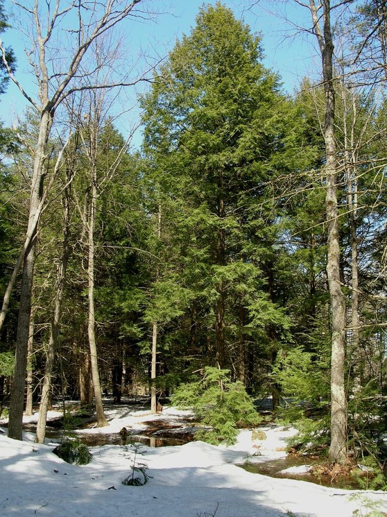 Hemlock next to a vernal pool