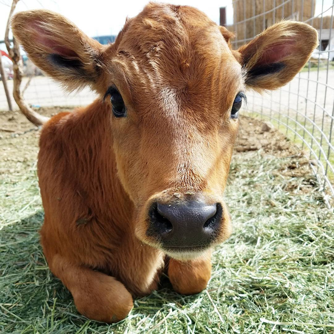 Utah Natural Meat & Milk - Farm Life