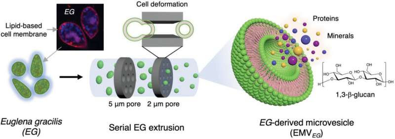 Can algae enhance skin regeneration and wound healing?