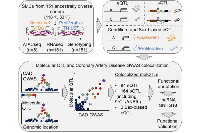 Genes responsible for coronary artery disease identified