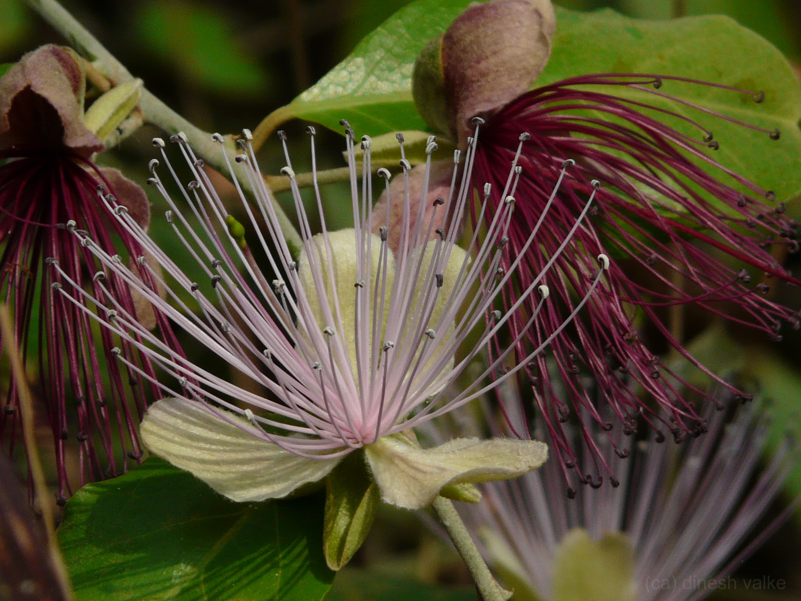 Capparis zeylanica L.