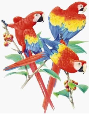 triple-parrots