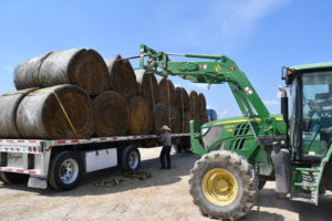Hay and feed donations were valued at more than $1.3 million, according to Texas A&M AgriLife Extension Service economists. (Texas A&M AgriLife Extension Service photo by Blair Fannin) Hay and feed donations were valued at more than $1.3 million, according to Texas A&M AgriLife Extension Service economists. (Texas A&M AgriLife Extension Service photo by Blair Fannin)
