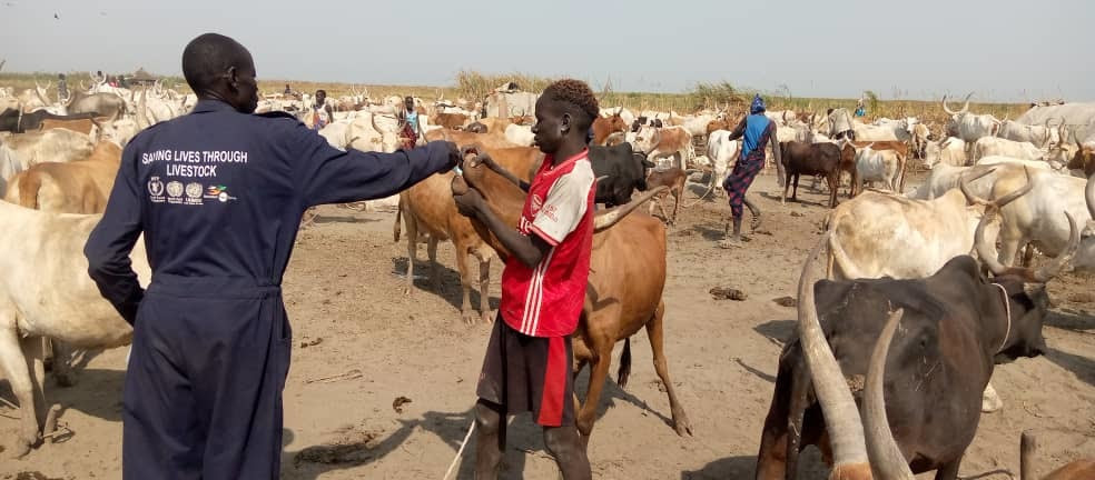 A community animal health worker deworms a cow in Bor. Photo:  VSF Germany South Sudan  