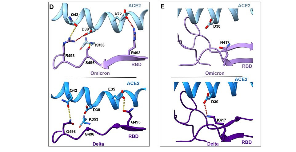 This illustration shows how Omicron's 37 spike protein mutations create new links with the humane ACE2 receptor (top) when compared to Delta (bottom)