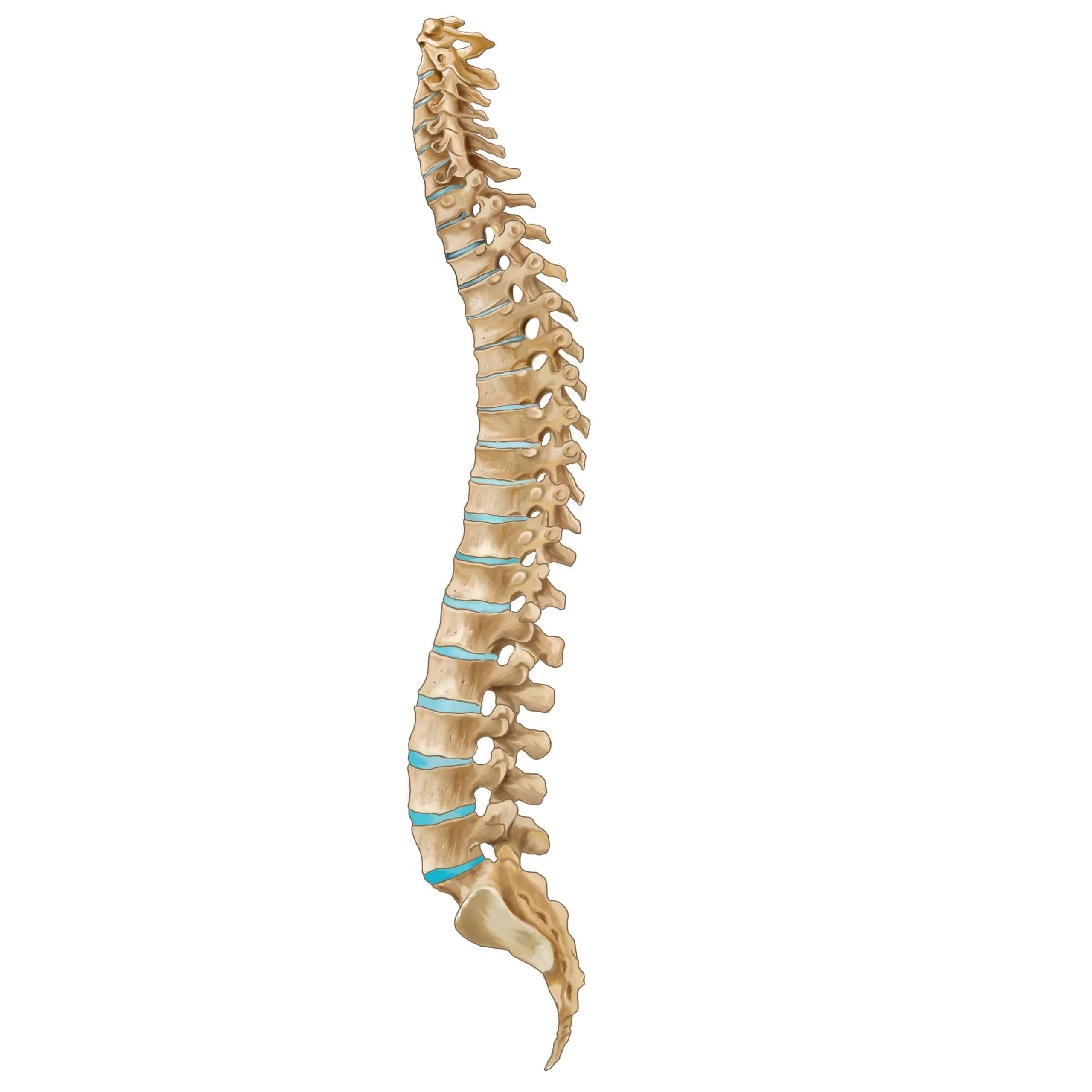 spinal cord therapies