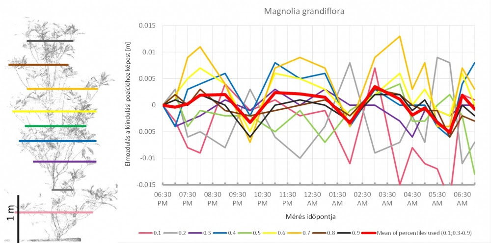 Az ábra bal oldalán a magnólia háromdimenziós modelljének oldalnézete látható. A színes vonalak jelölik azokat a magassági határokat, amelyek a pontok egytizedét tartalmazó tartományokat elválasztják. Ahogy a fa alakja az éjszaka folyamán megváltozott, ez