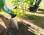 tree plantong