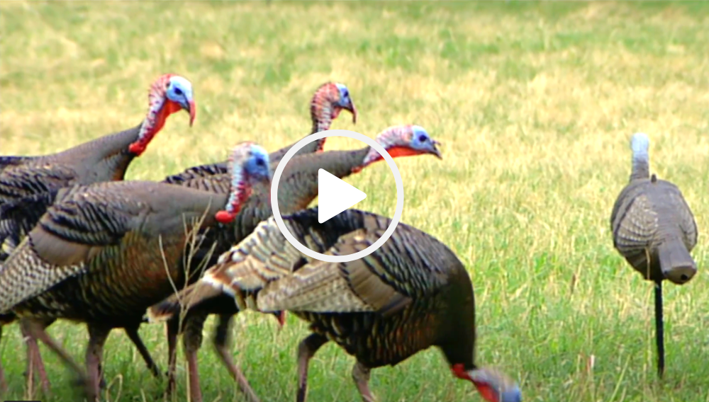 Wild turkeys examining decoy, video link