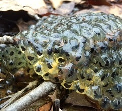 A gelatinous mass of frog eggs with black dots are nascent tadpoles.
